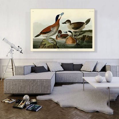 Ruddy Duck