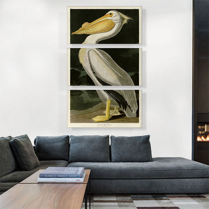 American White Pelican