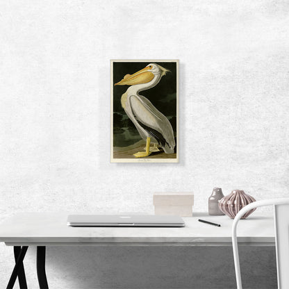 American White Pelican