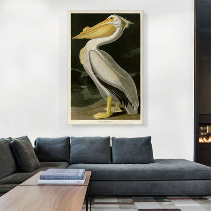 American White Pelican