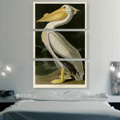 American White Pelican