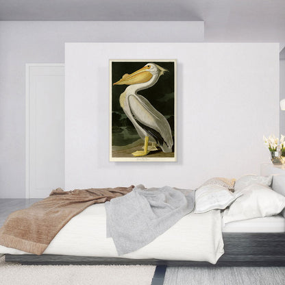 American White Pelican