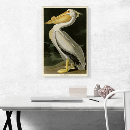 American White Pelican