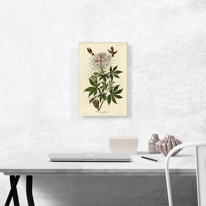 Ruff-Necked Hummingbird