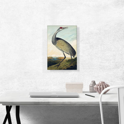 Sandhill Crane