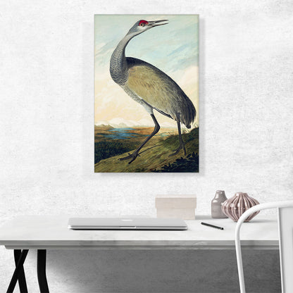 Sandhill Crane