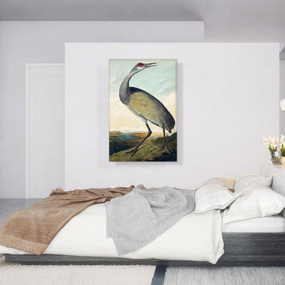 Sandhill Crane