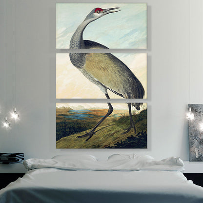 Sandhill Crane