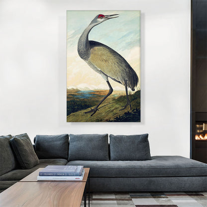 Sandhill Crane