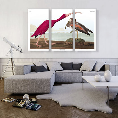 Scarlet Ibis
