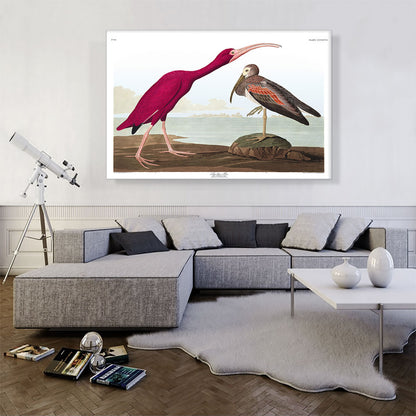 Scarlet Ibis