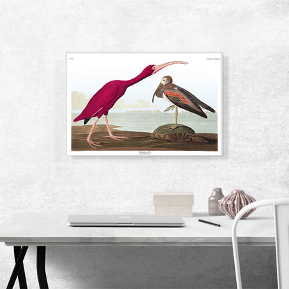 Scarlet Ibis