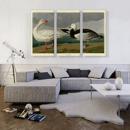 Snow Goose