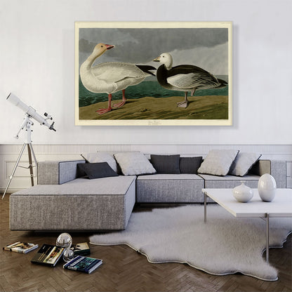 Snow Goose