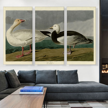Snow Goose