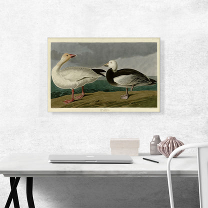 Snow Goose
