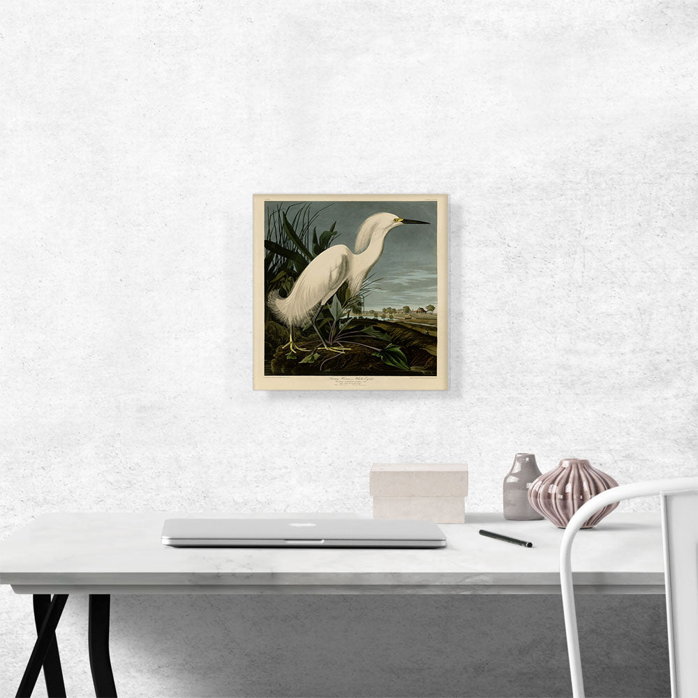 Snowy Heron - White Egret