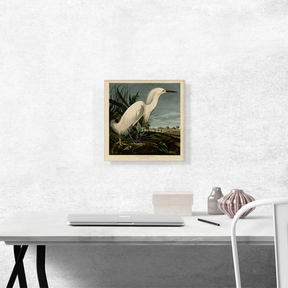 Snowy Heron - White Egret