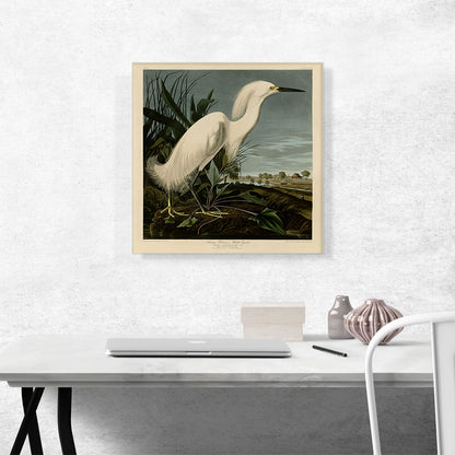 Snowy Heron - White Egret