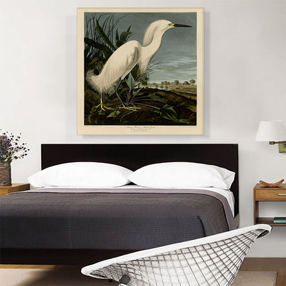Snowy Heron - White Egret