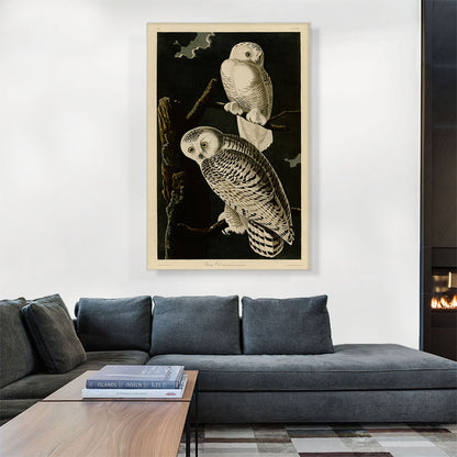 Snowy Owl