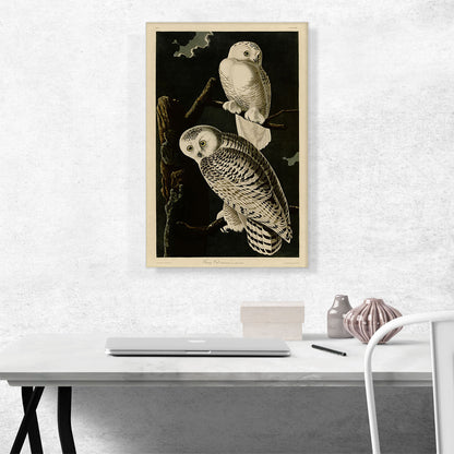 Snowy Owl