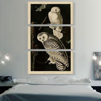 Snowy Owl