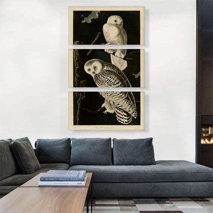 Snowy Owl