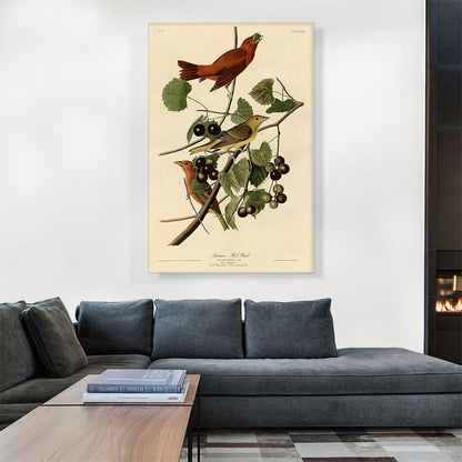 Summer Tanager - Summer Red Bird