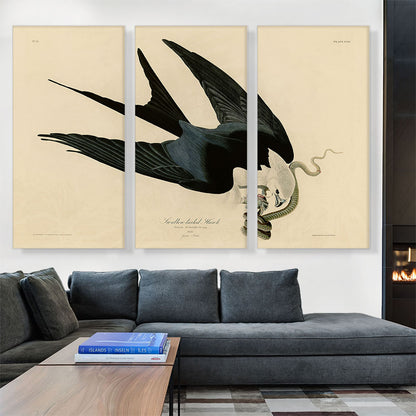 Swallow-Tailed Hawk