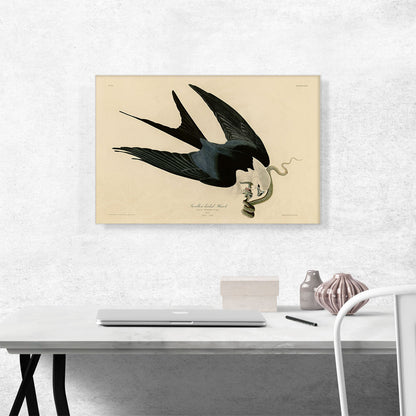 Swallow-Tailed Hawk