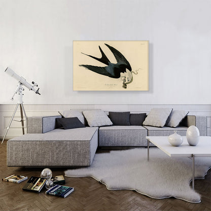 Swallow-Tailed Hawk