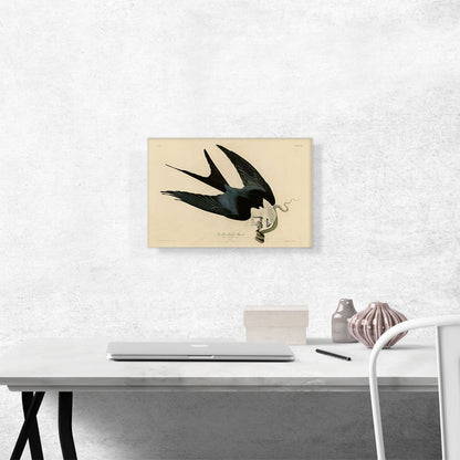 Swallow-Tailed Hawk
