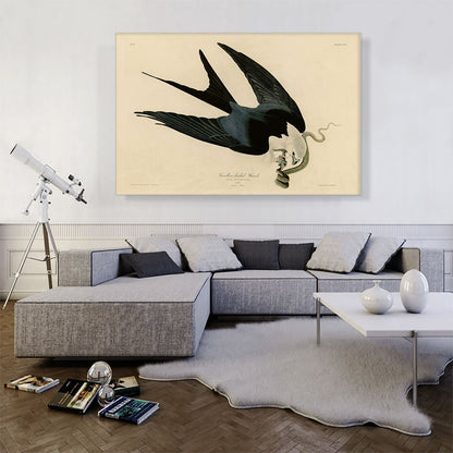 Swallow-Tailed Hawk