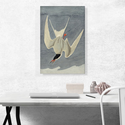 Arctic Tern