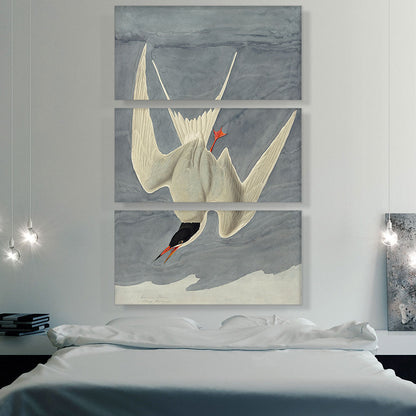 Arctic Tern