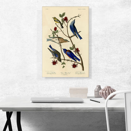 Townsend's Warbler - Arctic Blue-Bird - Western Blue-Bird
