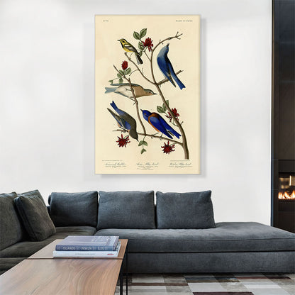 Townsend's Warbler - Arctic Blue-Bird - Western Blue-Bird