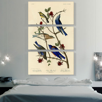 Townsend's Warbler - Arctic Blue-Bird - Western Blue-Bird