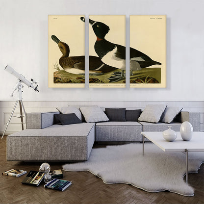 Tufted Duck