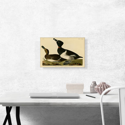 Tufted Duck