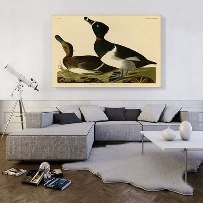 Tufted Duck
