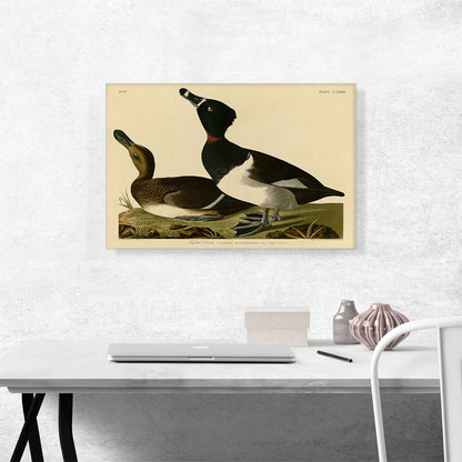Tufted Duck