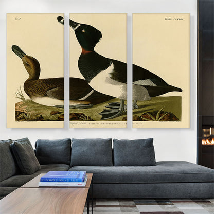 Tufted Duck