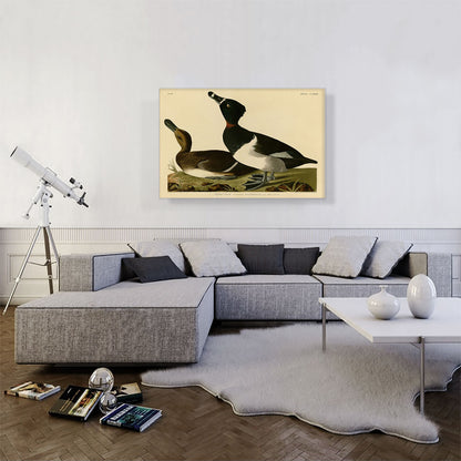 Tufted Duck
