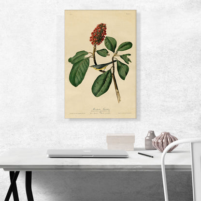 Warbler Bird on a Magnolia Branch