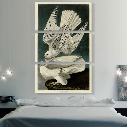 White Gyrfalcons