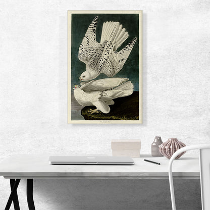 White Gyrfalcons