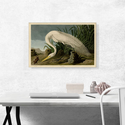 White Heron