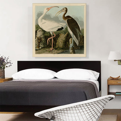 White Ibis